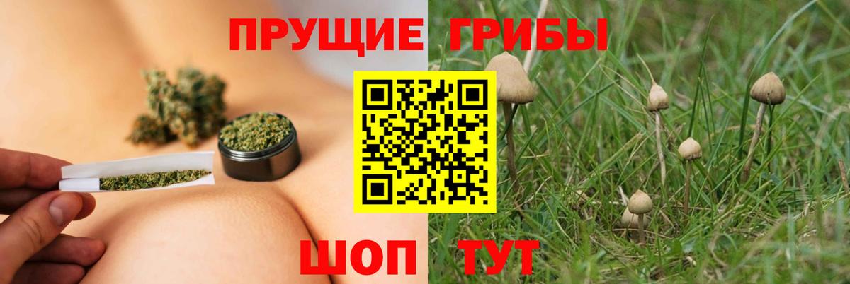 Псилоцибиновые грибы мицелий Саранск